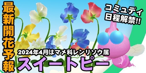 “Pikmin Bloom” April flower is sweet pea!!  Let's talk about the latest information on flowers and the history of the community[سجل التشغيل #589]|  Famitsu application[موقع معلومات ألعاب الهاتف الذكي]